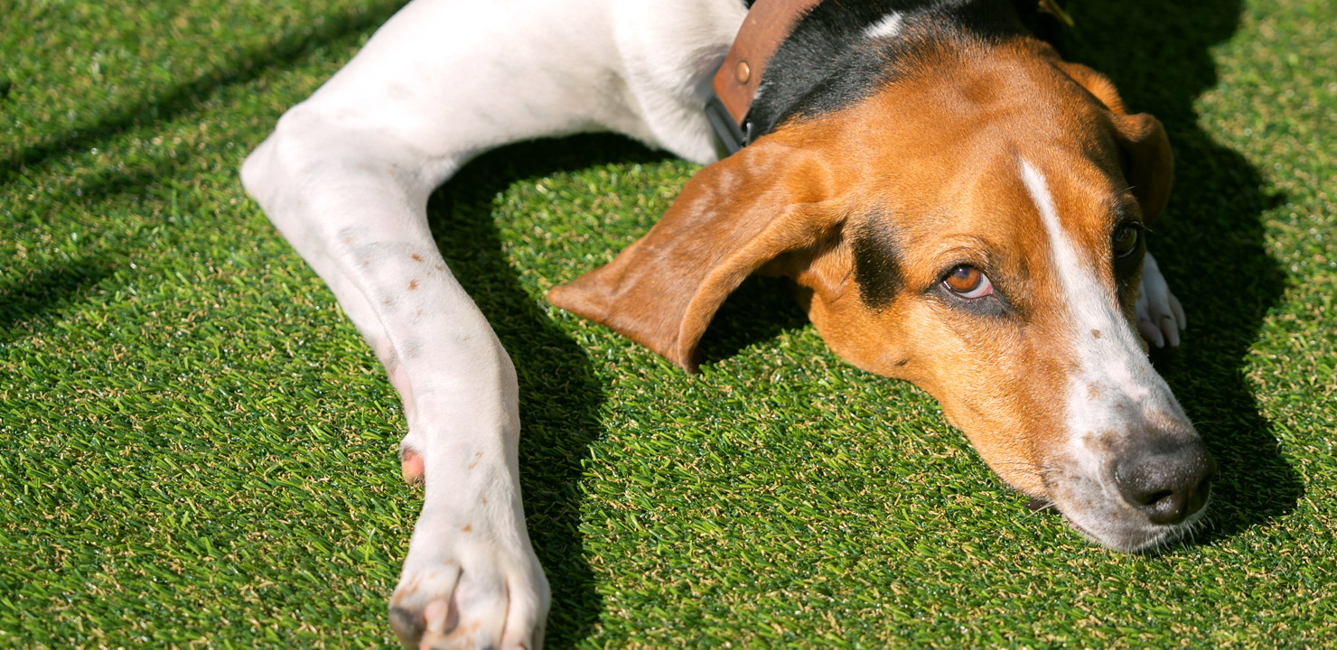 Close up view of a dog laying on artificial turf